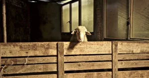 GORGONA - Immagine: 1