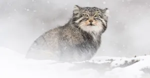 LA PANTERA DELLE NEVI - Immagine: 2