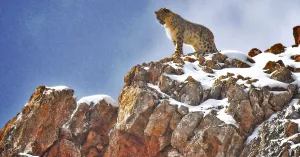 LA PANTERA DELLE NEVI - Immagine: 1