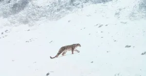 LA PANTERA DELLE NEVI - Immagine: 3